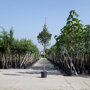 Veldesdoorn (Acer campestre)